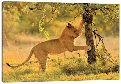 Cat Scatch Lion Canvas Art Print - Elmar Weiss