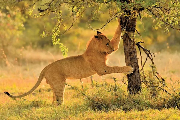 Elmar Weiss: Cat Scatch Lion by Elmar Weiss