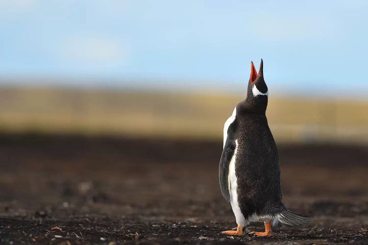 Calling Gentoo Penguin by Elmar Weiss wall art