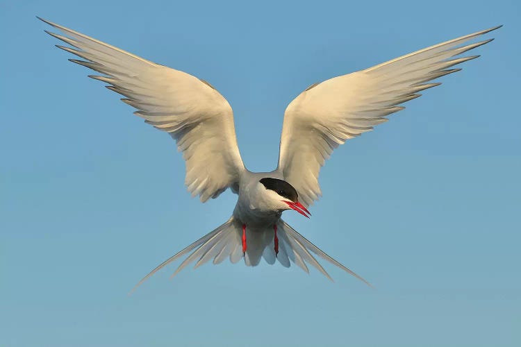 Arctic Tern by Elmar Weiss wall art