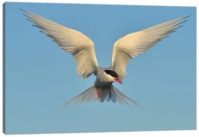 Arctic Tern Canvas Art Print - Elmar Weiss