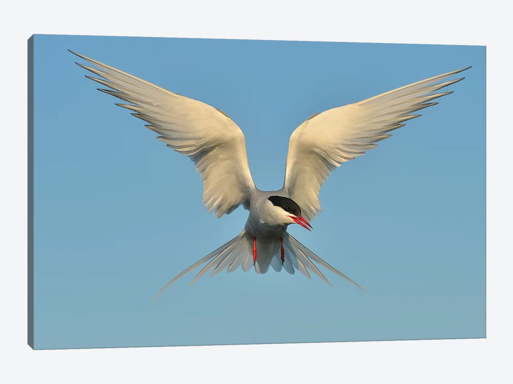 Arctic Tern by Elmar Weiss 1-piece Art Print