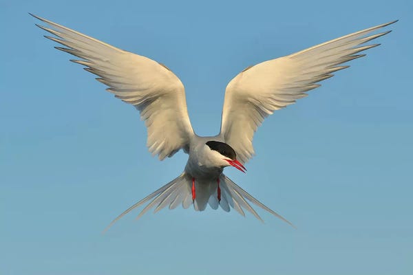 Elmar Weiss: Arctic Tern by Elmar Weiss