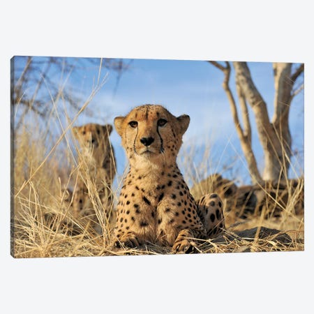 Cheetah - Close Up And Personal Canvas Print #ELM202} by Elmar Weiss Canvas Artwork