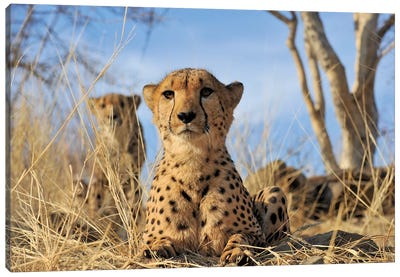 Cheetah - Close Up And Personal Canvas Art Print - Elmar Weiss