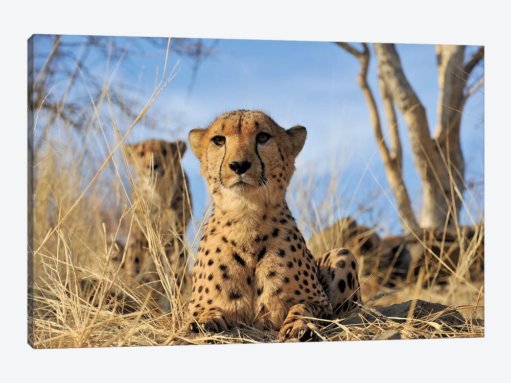 Cheetah - Close Up And Personal by Elmar Weiss 1-piece Canvas Art Print