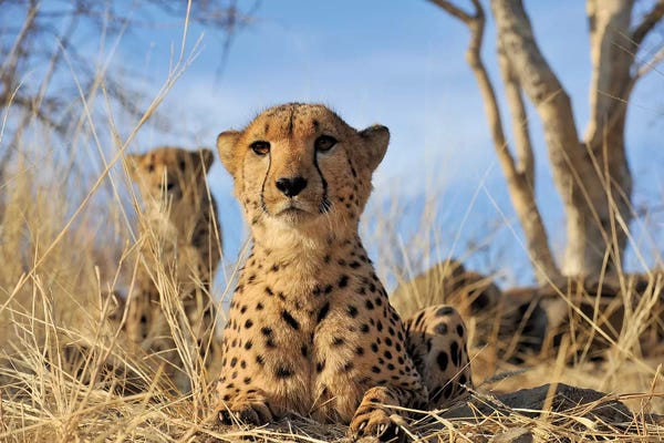Elmar Weiss: Cheetah - Close Up And Personal by Elmar Weiss