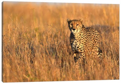 Cheetah Encounter Canvas Art Print - Cheetah Art