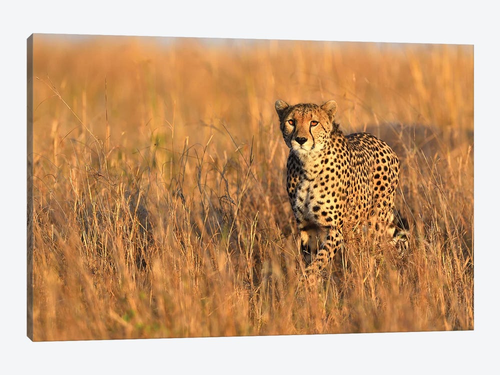 Cheetah Encounter by Elmar Weiss 1-piece Canvas Artwork