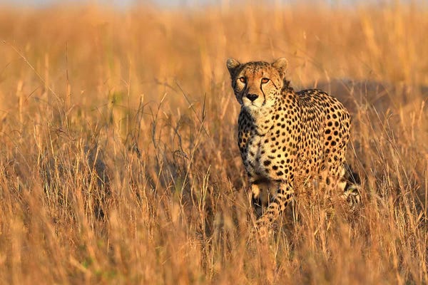 Elmar Weiss: Cheetah Encounter by Elmar Weiss