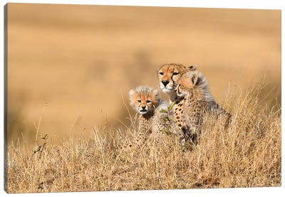 Cheetah Mother With Cubs Canvas Art Print - Cheetah Art