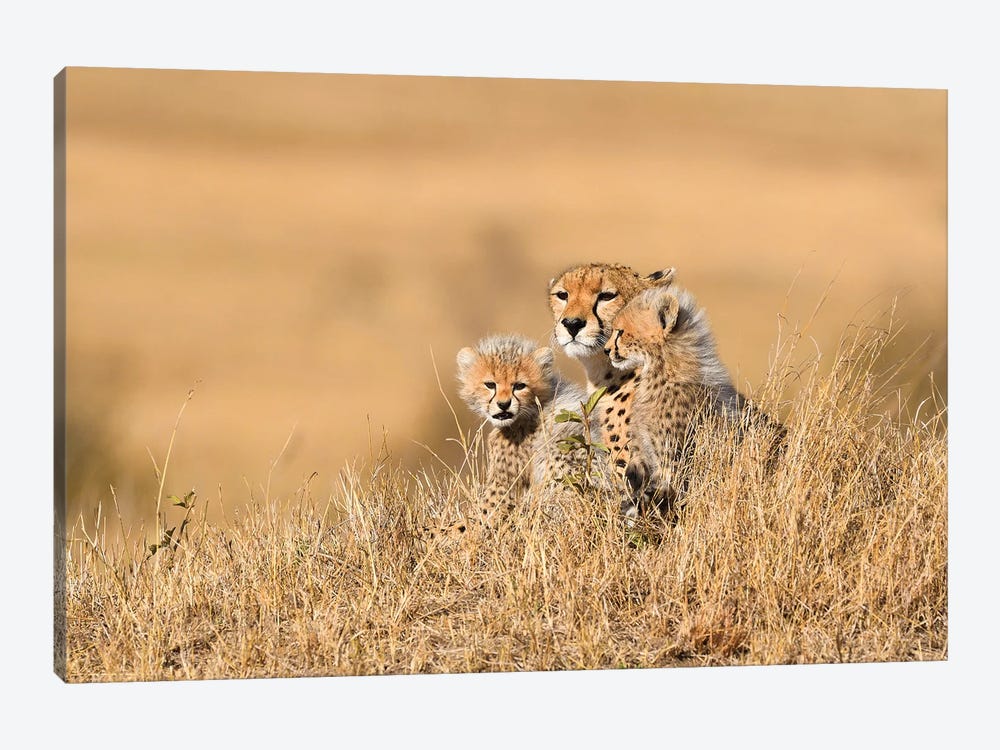 Cheetah Mother With Cubs by Elmar Weiss 1-piece Canvas Art