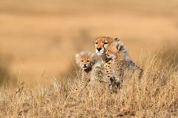 Elmar Weiss: Cheetah Mother With Cubs by Elmar Weiss