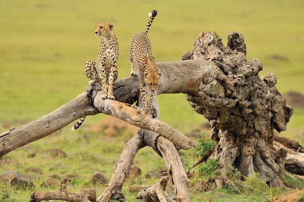 Elmar Weiss: Cheetas On A Tree by Elmar Weiss