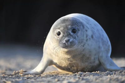 Crawling Grey Seal Pup by Elmar Weiss framed canvas print