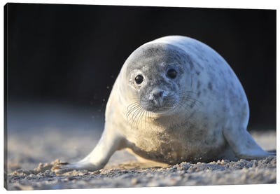 Crawling Grey Seal Pup Canvas Art Print - Seal Art