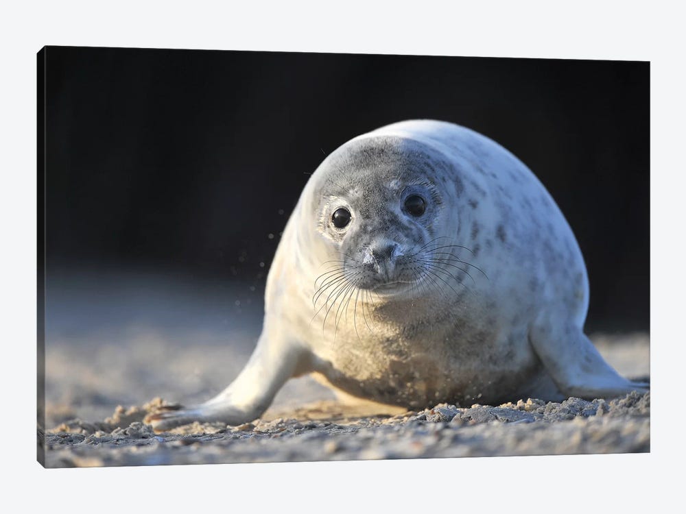 Crawling Grey Seal Pup by Elmar Weiss 1-piece Canvas Print