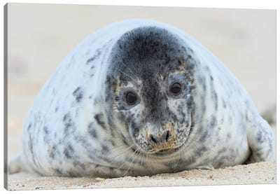 Cute Grey Seal Youngster Canvas Art Print