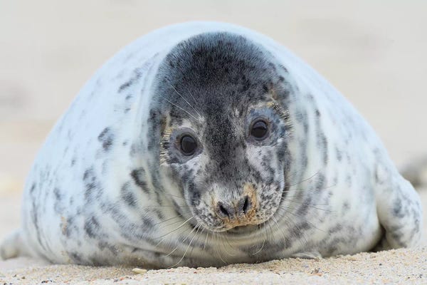 Elmar Weiss: Cute Grey Seal Youngster by Elmar Weiss