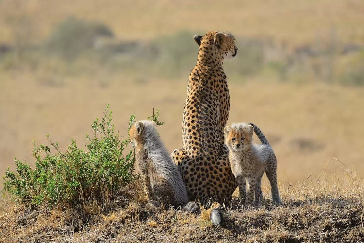 Cheetah Family