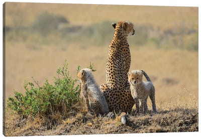 Cheetah Family Canvas Art Print - Elmar Weiss