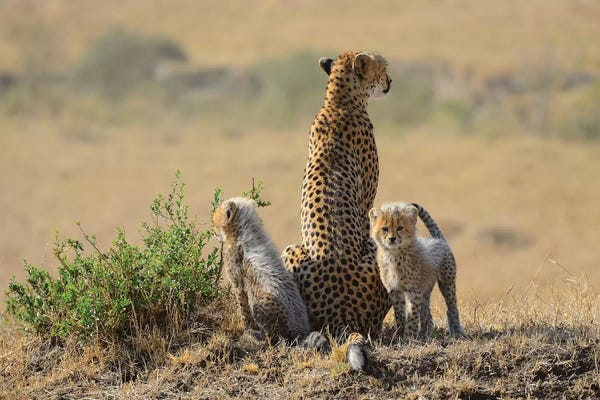 Cheetah Family