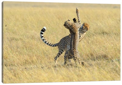 Dancing Cheetahs Canvas Art Print - Elmar Weiss