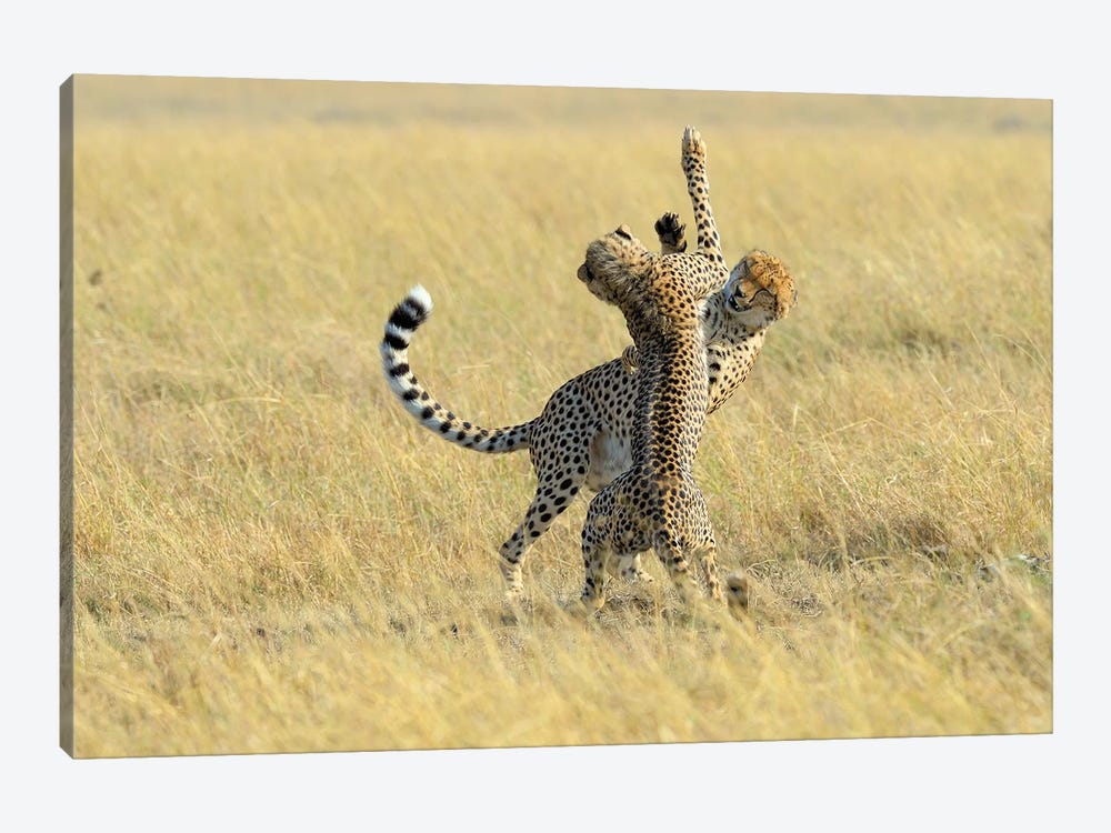 Dancing Cheetahs by Elmar Weiss 1-piece Canvas Wall Art