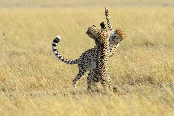 Elmar Weiss: Dancing Cheetahs by Elmar Weiss