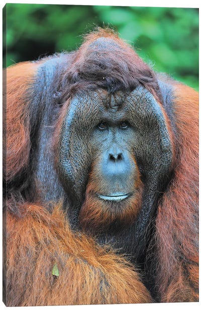 Dominant Male Orangutan Canvas Art Print - Orangutan Art