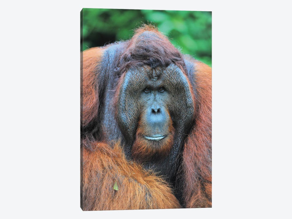 Dominant Male Orangutan by Elmar Weiss 1-piece Canvas Art Print