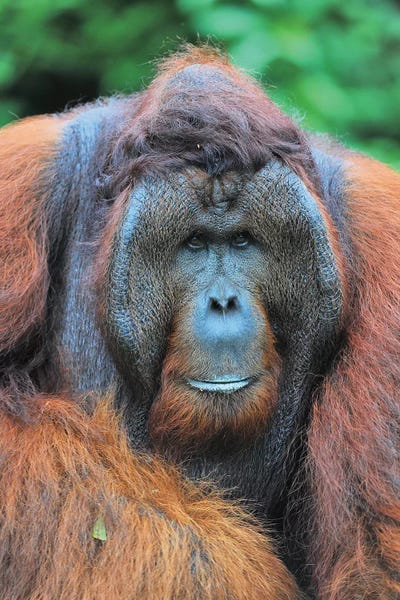 Elmar Weiss: Dominant Male Orangutan by Elmar Weiss