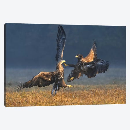 Duel In The Morning - White-Tailed Eagles Canvas Print #ELM213} by Elmar Weiss Art Print
