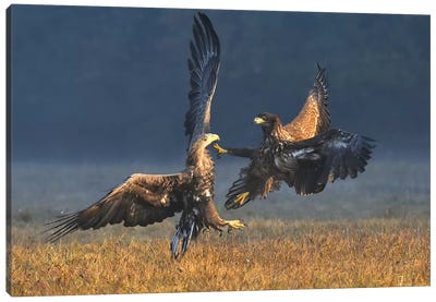 Duel In The Morning - White-Tailed Eagles Canvas Art Print - Elmar Weiss