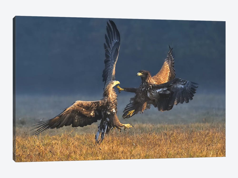 Duel In The Morning - White-Tailed Eagles by Elmar Weiss 1-piece Canvas Print