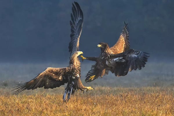 Elmar Weiss: Duel In The Morning - White-Tailed Eagles by Elmar Weiss