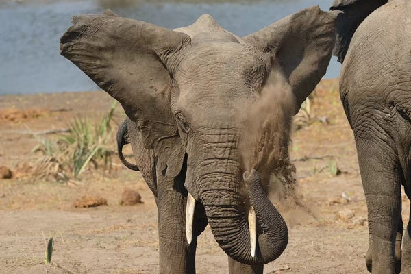 Elmar Weiss: Dust Shower - Elephant by Elmar Weiss