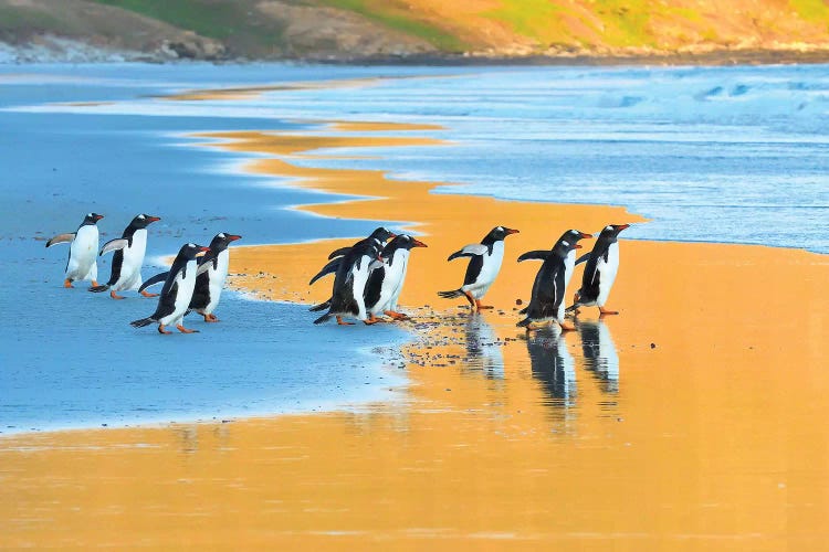 Early Birds - Gentoo Penguins Going Fishing