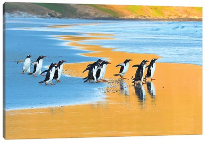 Early Birds - Gentoo Penguins Going Fishing Canvas Art Print - Penguin Art