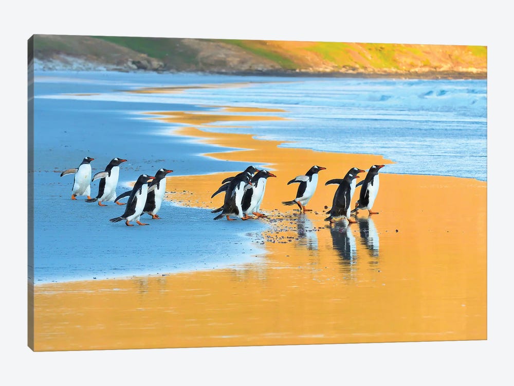 Early Birds - Gentoo Penguins Going Fishing by Elmar Weiss 1-piece Canvas Print