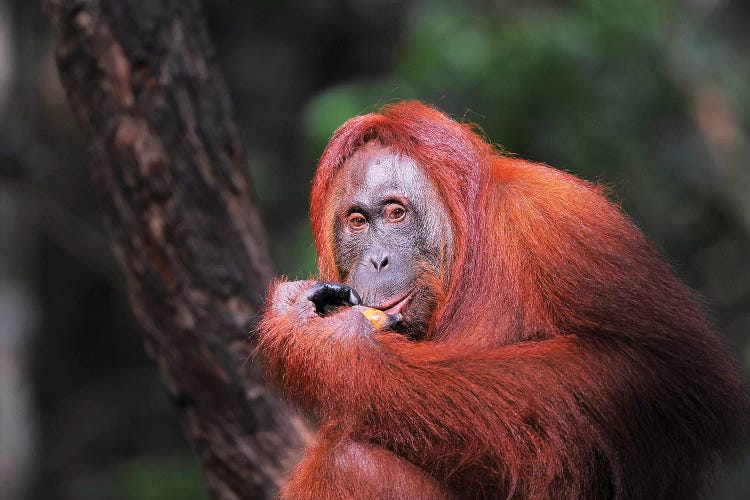 Eating Orang Uta by Elmar Weiss wall art