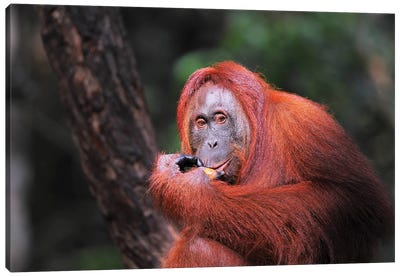Eating Orang Uta Canvas Art Print - Orangutan Art