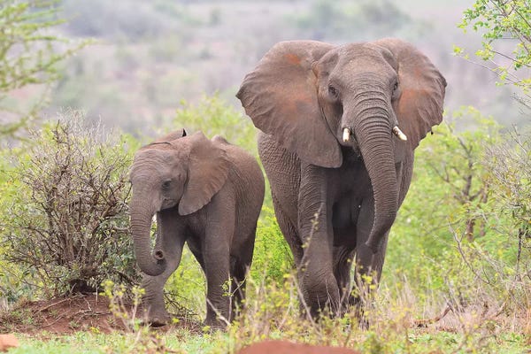 Elmar Weiss: Elephant Encounter by Elmar Weiss