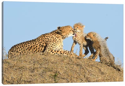 Cheetah With Cubs Canvas Art Print - Elmar Weiss