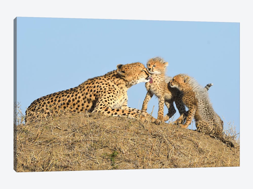 Cheetah With Cubs by Elmar Weiss 1-piece Canvas Print