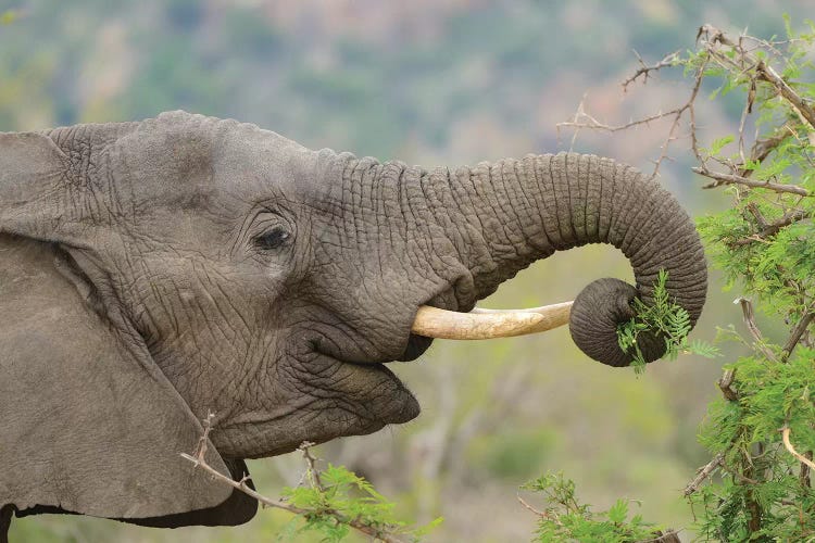 Elephant Enjoys Her Meal