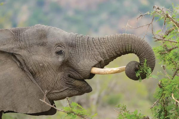Elmar Weiss: Elephant Enjoys Her Meal by Elmar Weiss
