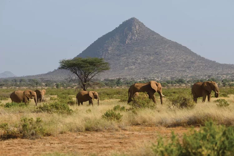 Elephant Herd In Samburu Np