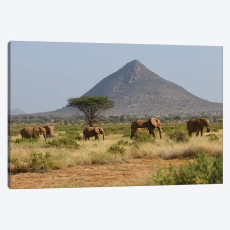 Elephant Herd In Samburu Np Canvas Print #ELM222} by Elmar Weiss Canvas Artwork