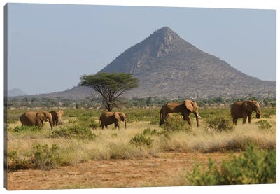 Elephant Herd In Samburu Np Canvas Art Print - Elmar Weiss